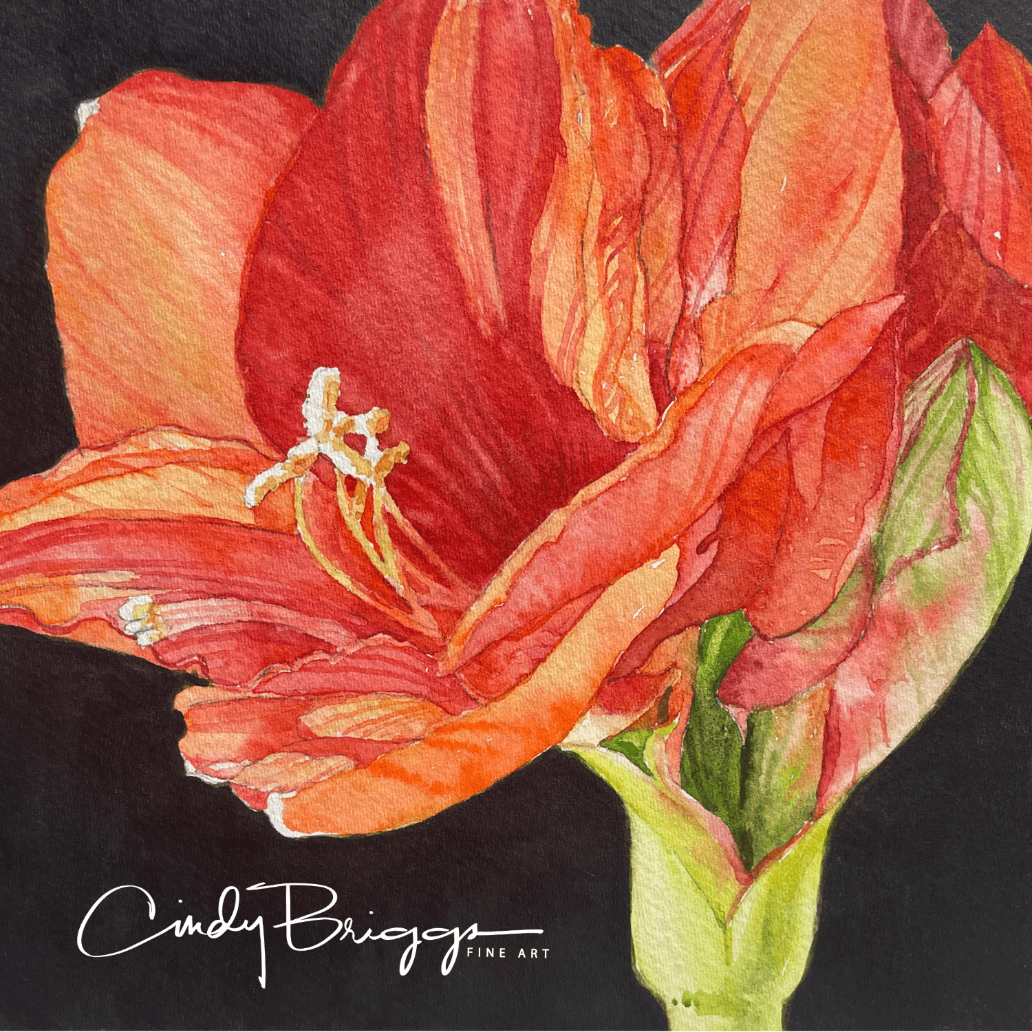 Blooming Amaryllis Amaryllis Red CBriggs