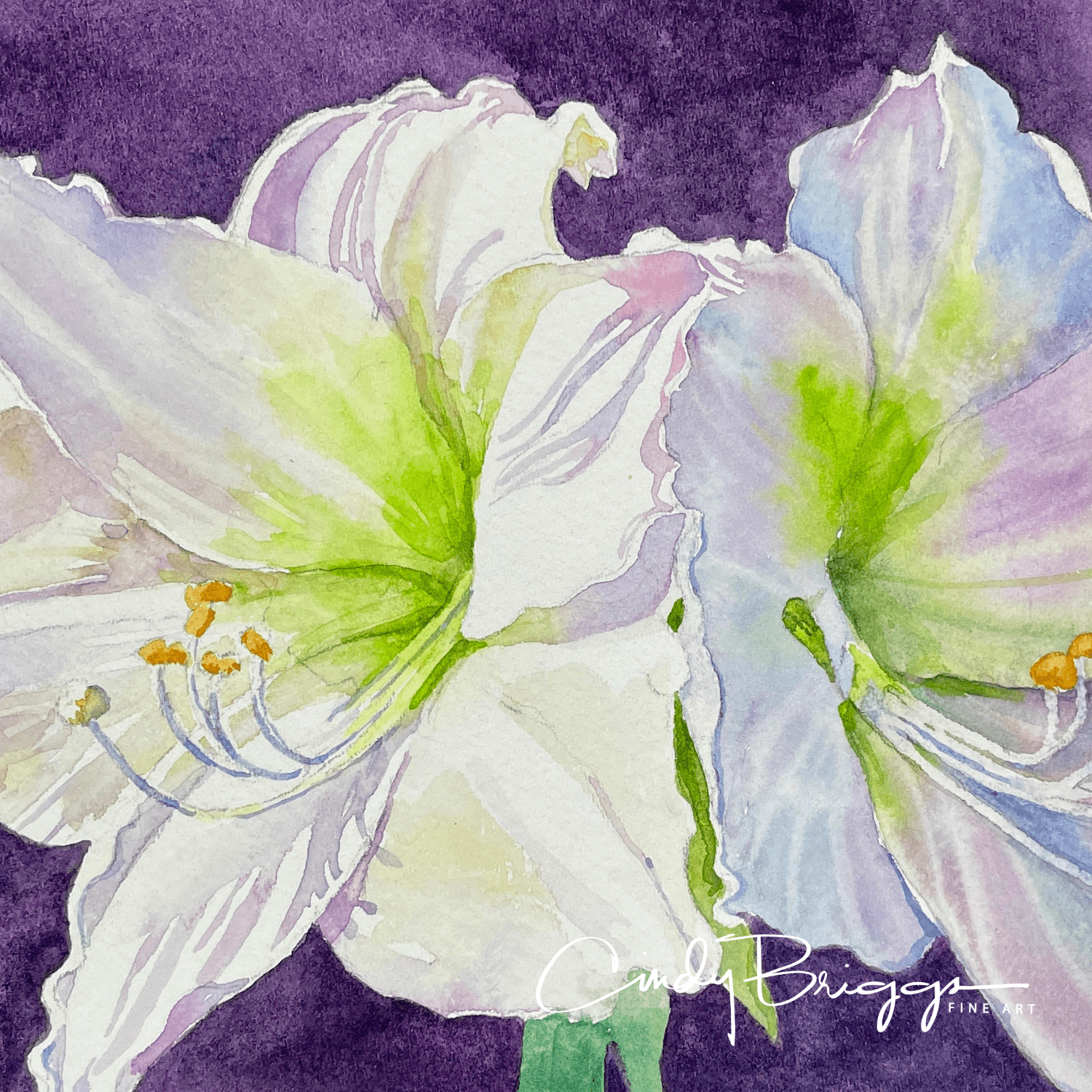 Blooming Amaryllis Amaryllis White