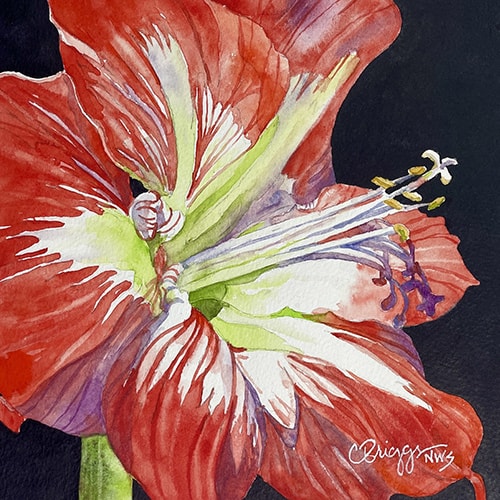 Amaryllis in Watercolor | 2 Session Evening Studio Arts Course