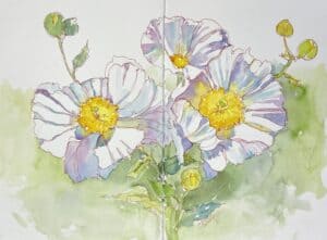 imgi 43 Matilija Poppies CB scaled