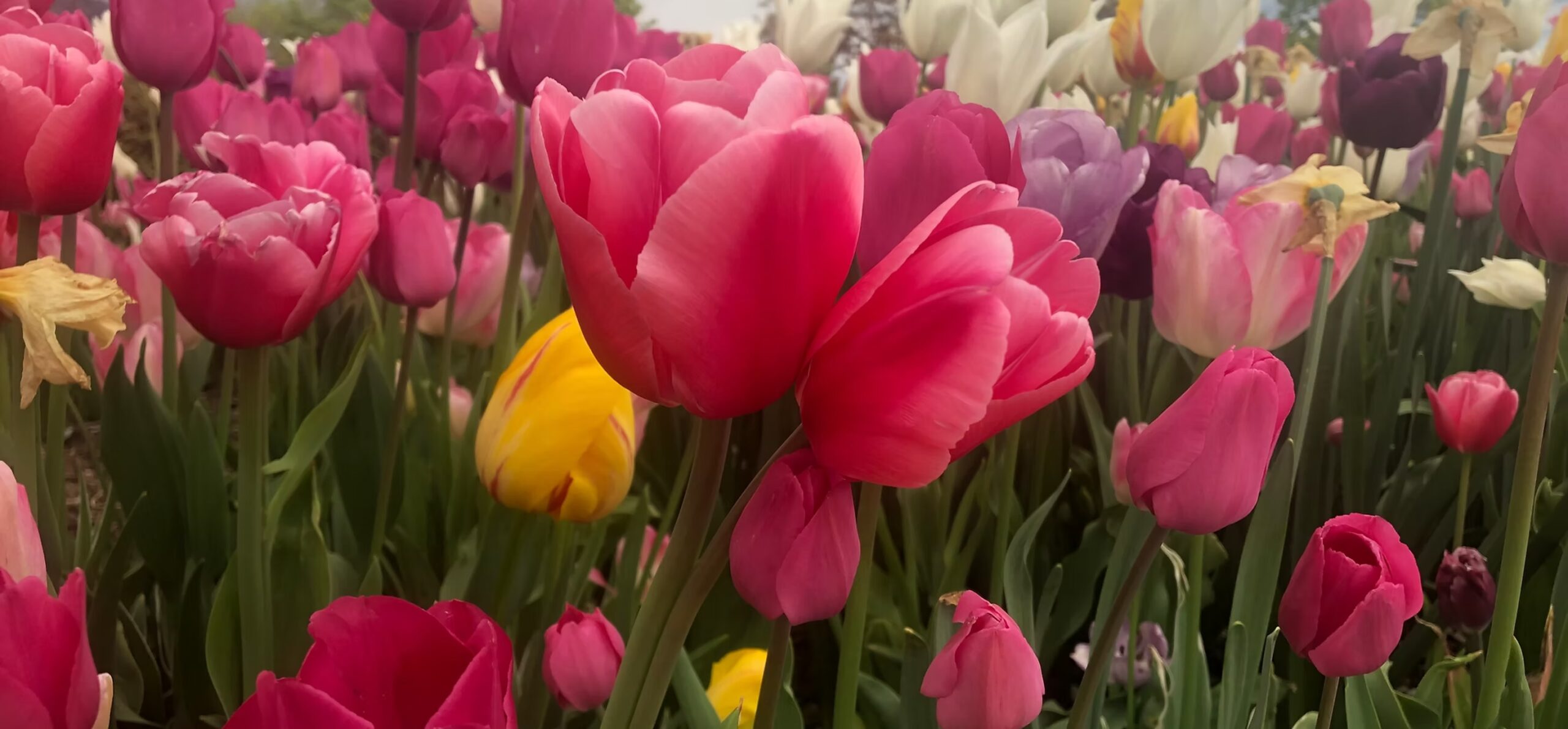 The Floral Palette: Online Watercolor Floral Workshop