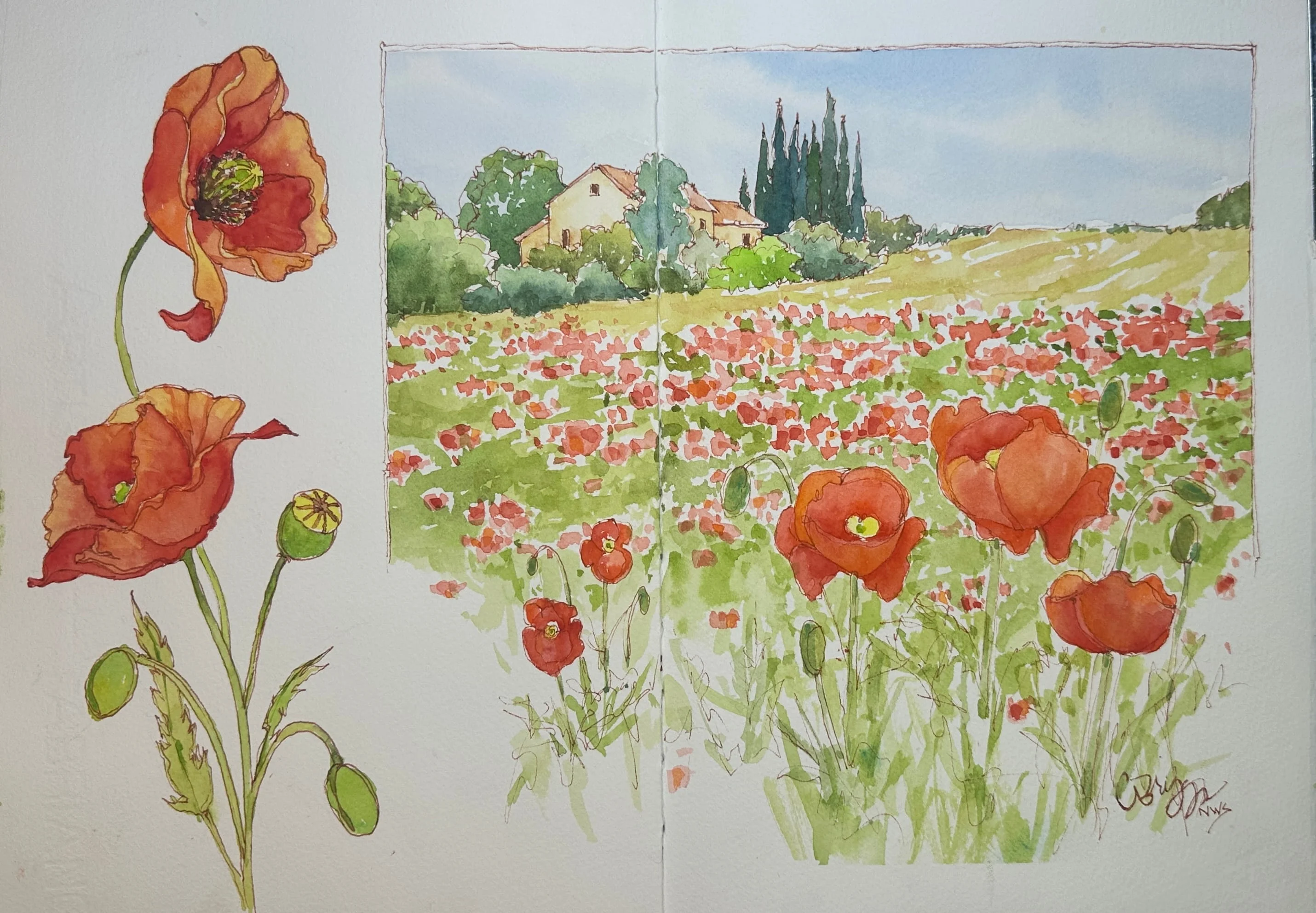 French Farmhouse Poppies Ink Watercolor 10 x 14 Sketchbook Quick Sketch Cindy Briggs Art Watercolor Painting