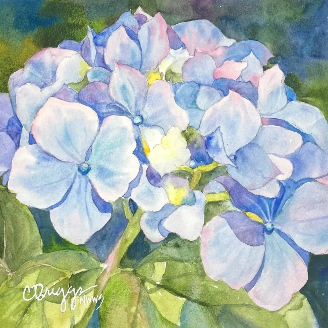 Hydrangia Watercolor 8x8 w Mat 550. Collections Cindy Briggs Art Watercolor Painting