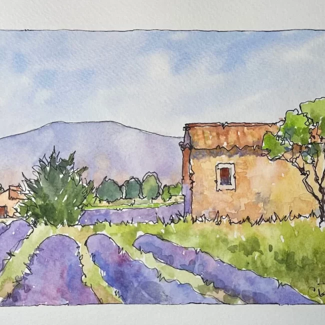 Lavender in Provence 6 x 8 Quick Sketch Watercolor Collections Cindy Briggs Art Watercolor Painting
