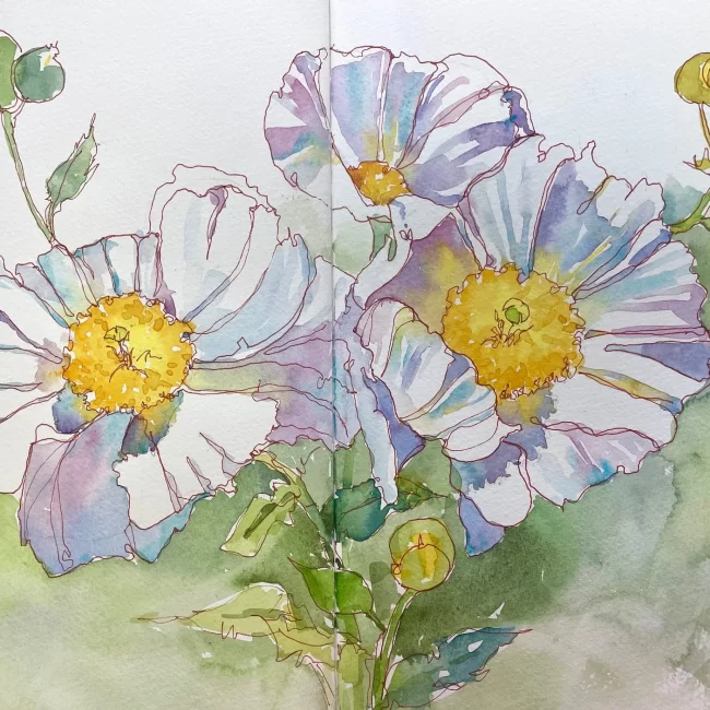 Matilija Poppies Quick Sketch Watercolor Ink Journal 10 x 14 Collections Cindy Briggs Art Watercolor Painting