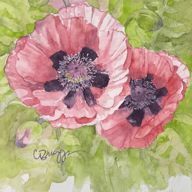 Peach Poppies 8 x 8 Watercolor with Mat 550 Collections Cindy Briggs Art Watercolor Painting