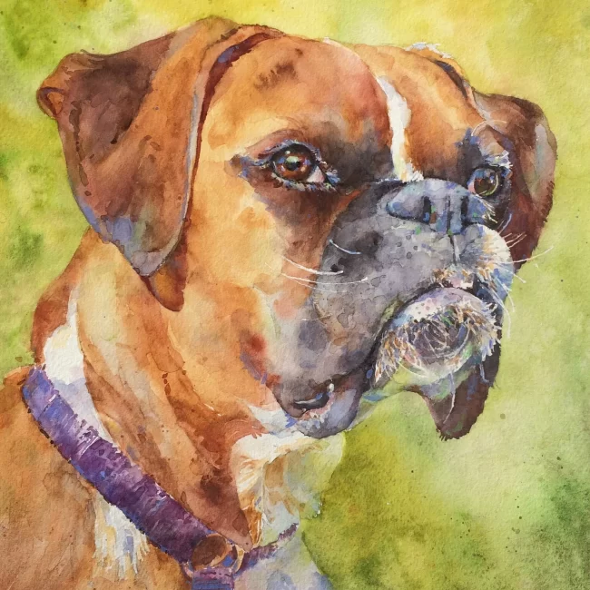 Pet Portrait Commission Watercolor 8 x 8 700 Collections Cindy Briggs Art Watercolor Painting
