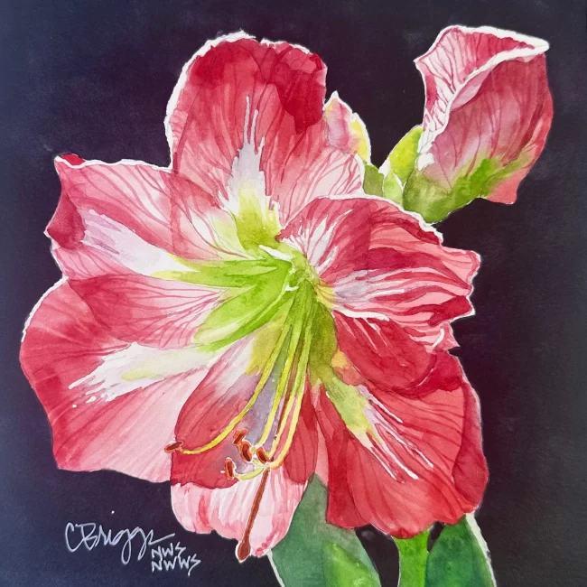 Red Amaryllis 8x8 Watercolor w Mat 550 Collections Cindy Briggs Art Watercolor Painting
